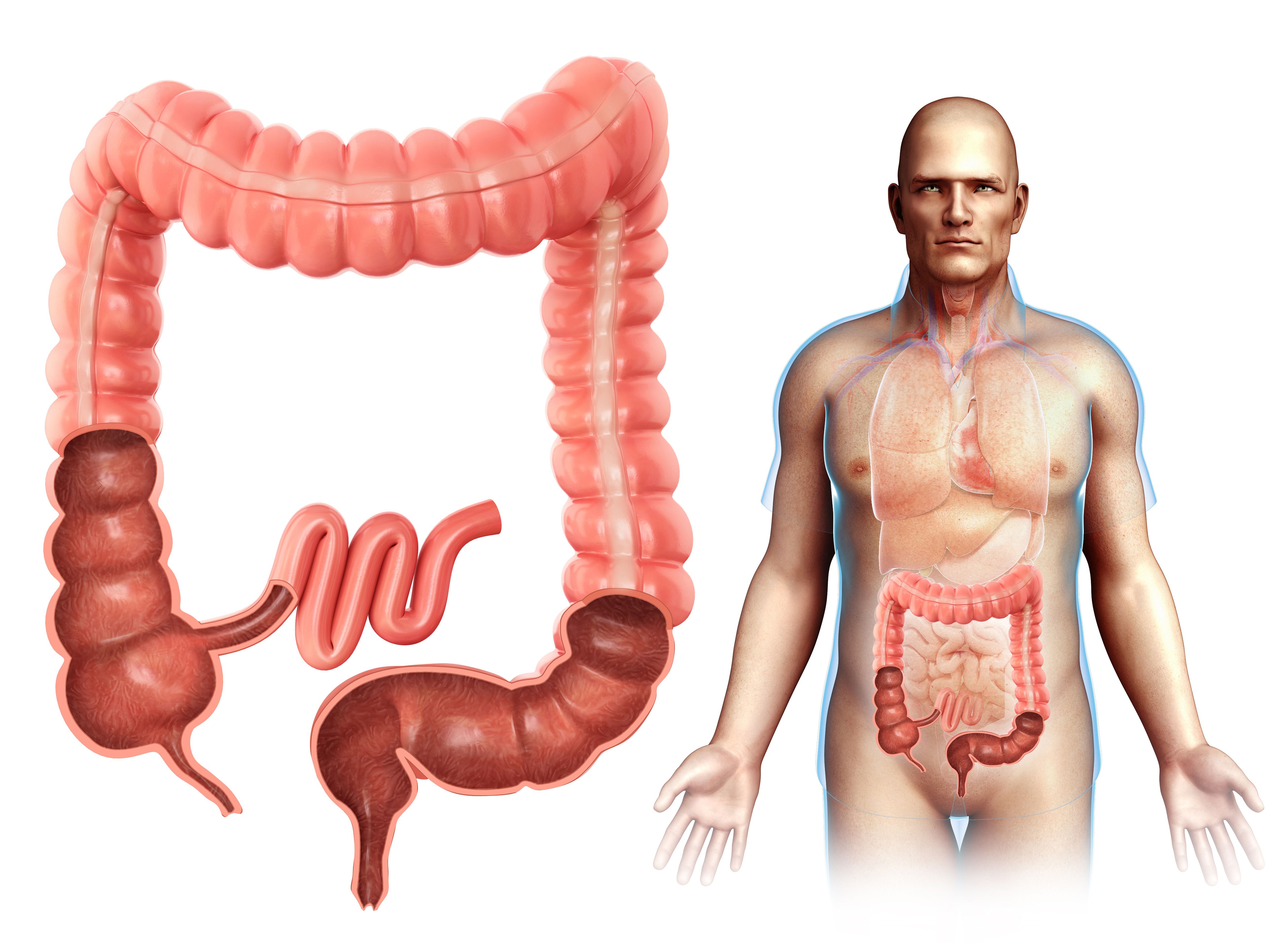 male large intestine anatomy illustration 758310515 5b9509bcc9e77c002cfb7d94